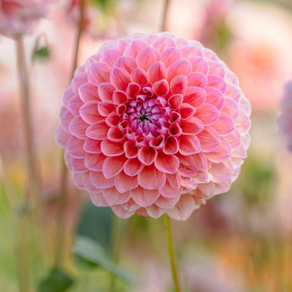Dahlia 'Natalie G'